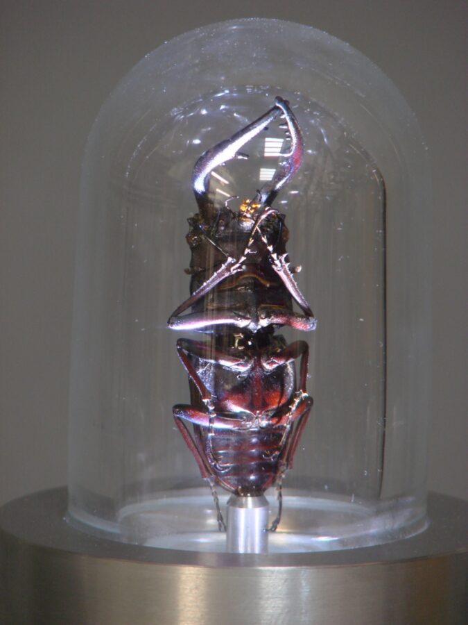 Beetle - photo 2 of 2, kinetic sculpture by Nemo Gould